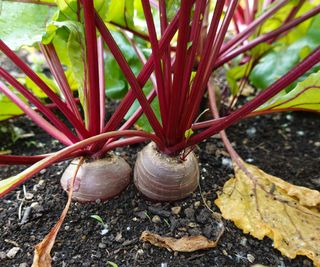 beetroot crops ripening with yellow leaves