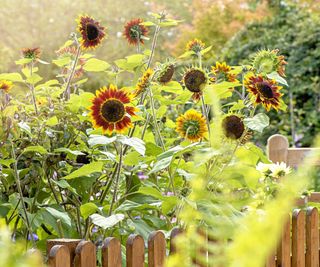 Sunflower, Helianthus annus