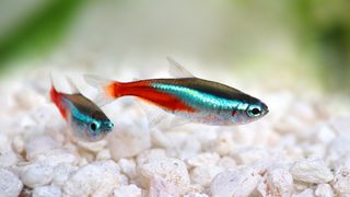 Neon tetra