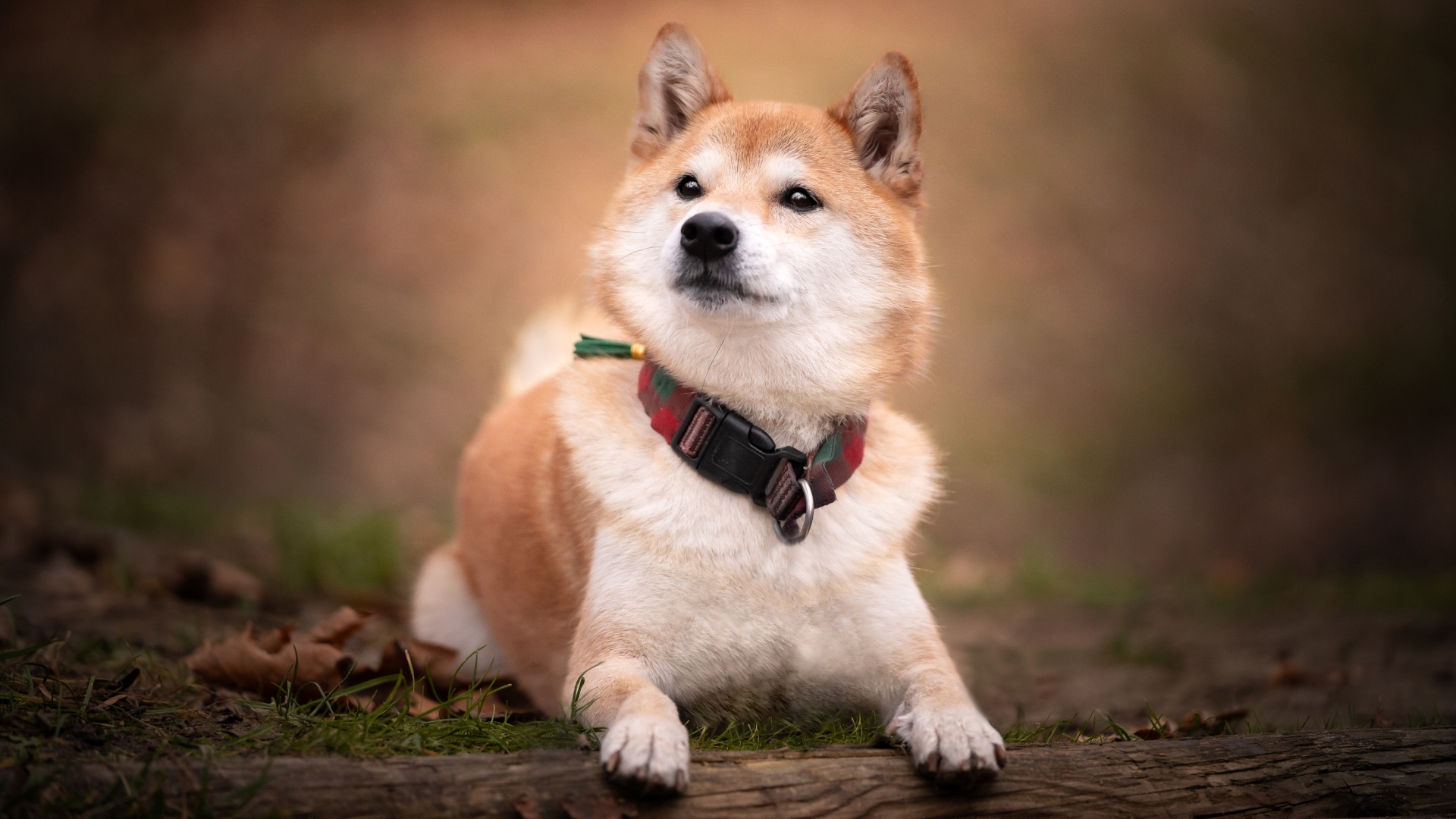 Shiba Inu