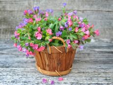 Potted Colorful Lungwort Plants