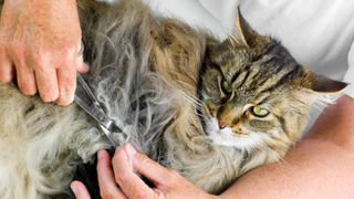 Tabby cat having matted cat fur cut off