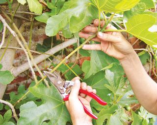 summer pruning new growth on a fig tree to encourage more fruitlets