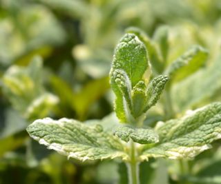 Pineapple mint growing with white and green variegated foliage