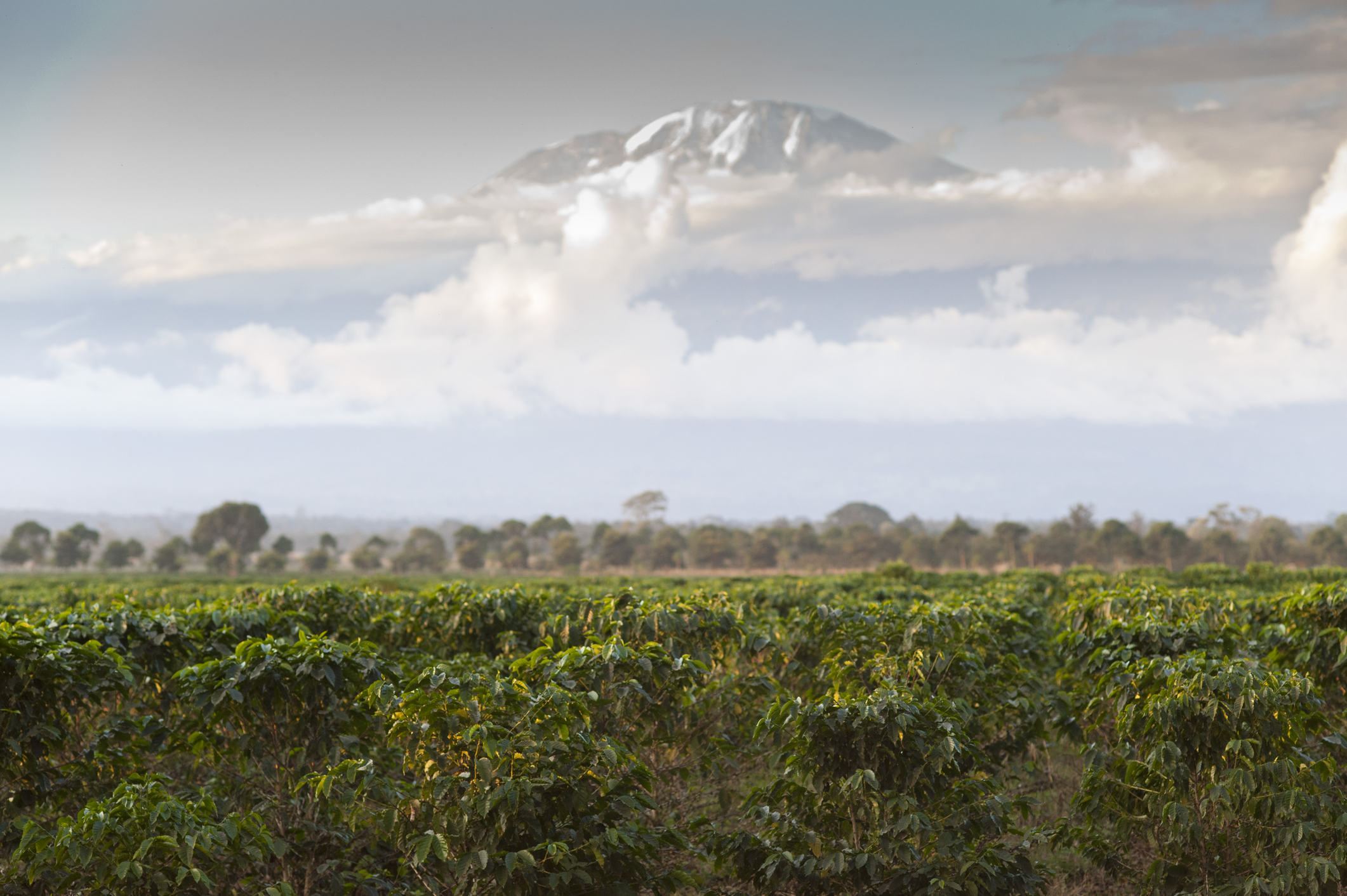 Coffee plantation with Mount Kilimanjaro in the background
