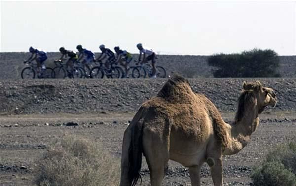 Camels are not the most common race scenery.