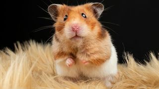 Cute hamster looking — Best small pets
