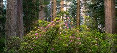 Rhododendrons