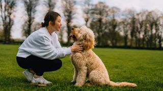 Woman and poodle mix in a park. The woman is squatting down to praise the dog.