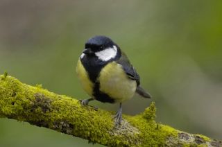 Great tit