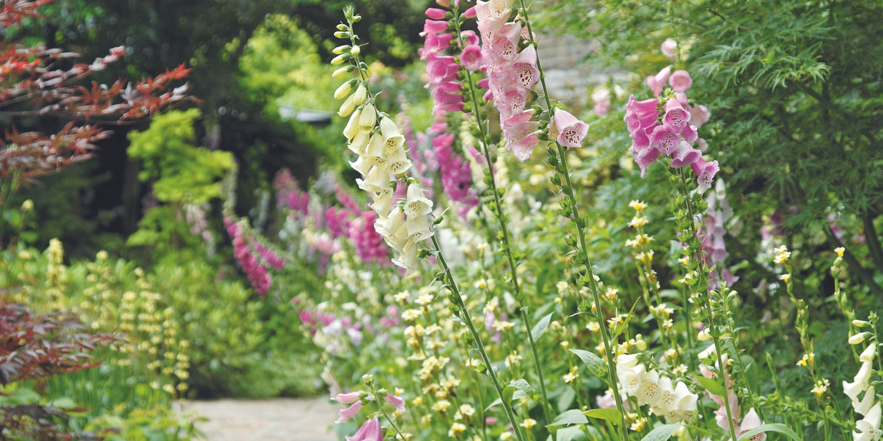 Pink and white foxgloves growing in garden border next to path with trees in background