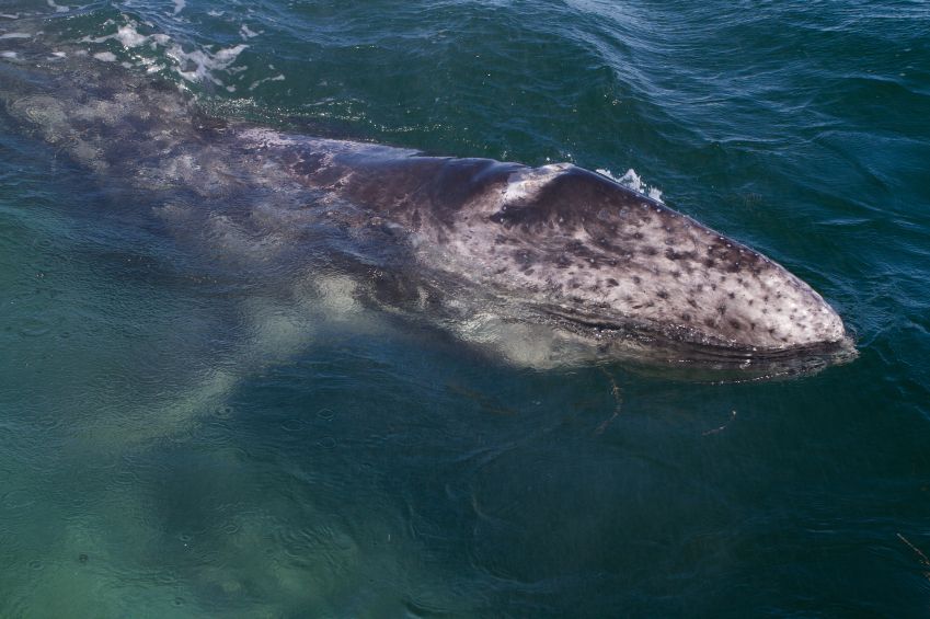 Gray whale.