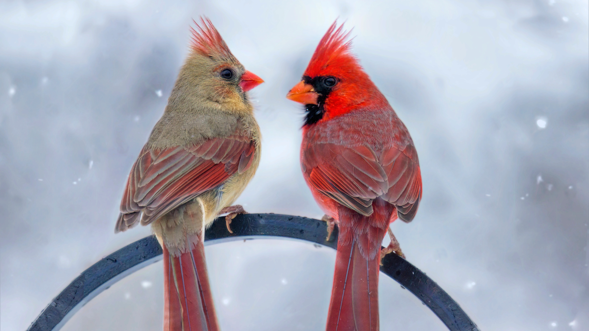two cardinals in winter snow
