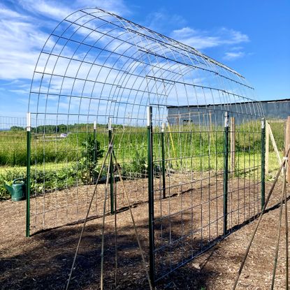 Cattle panel trellis in a garden