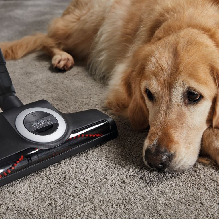 Best vacuum cleaners for pet hair 2023 Ideal Home