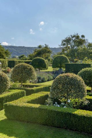 clipped hedges around borders