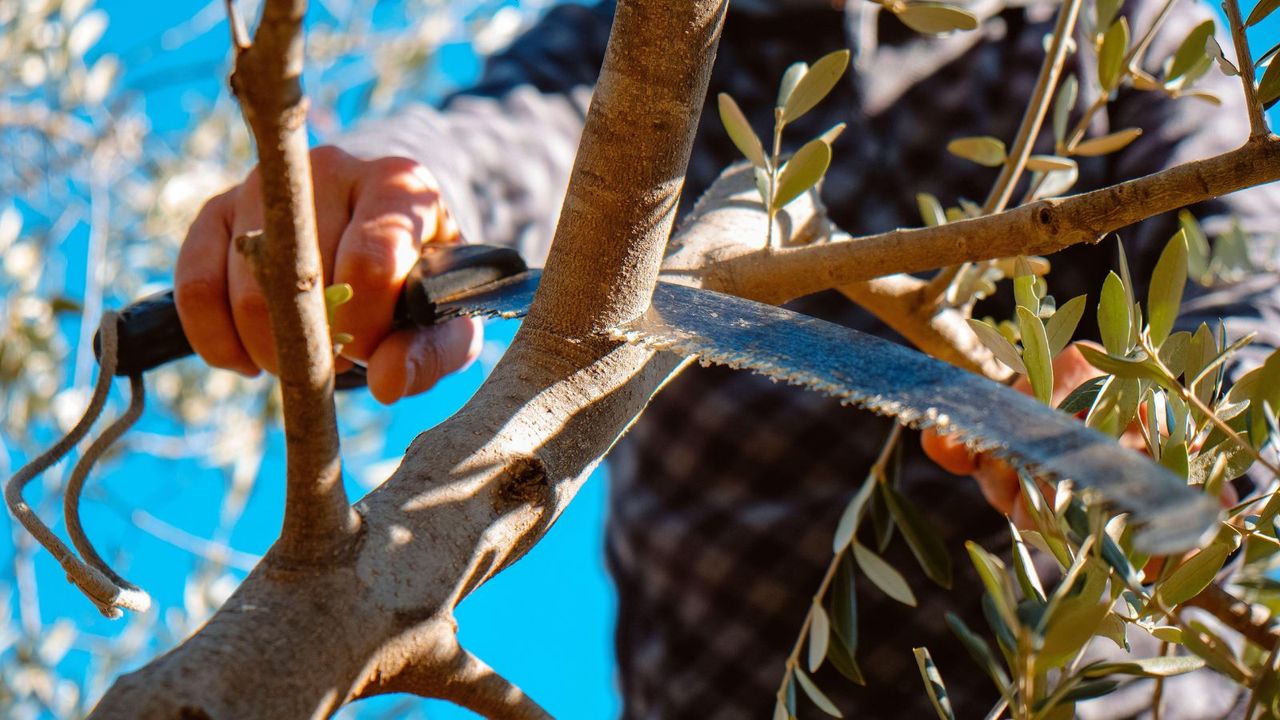 A close up of a pruning saw cutting a branch 