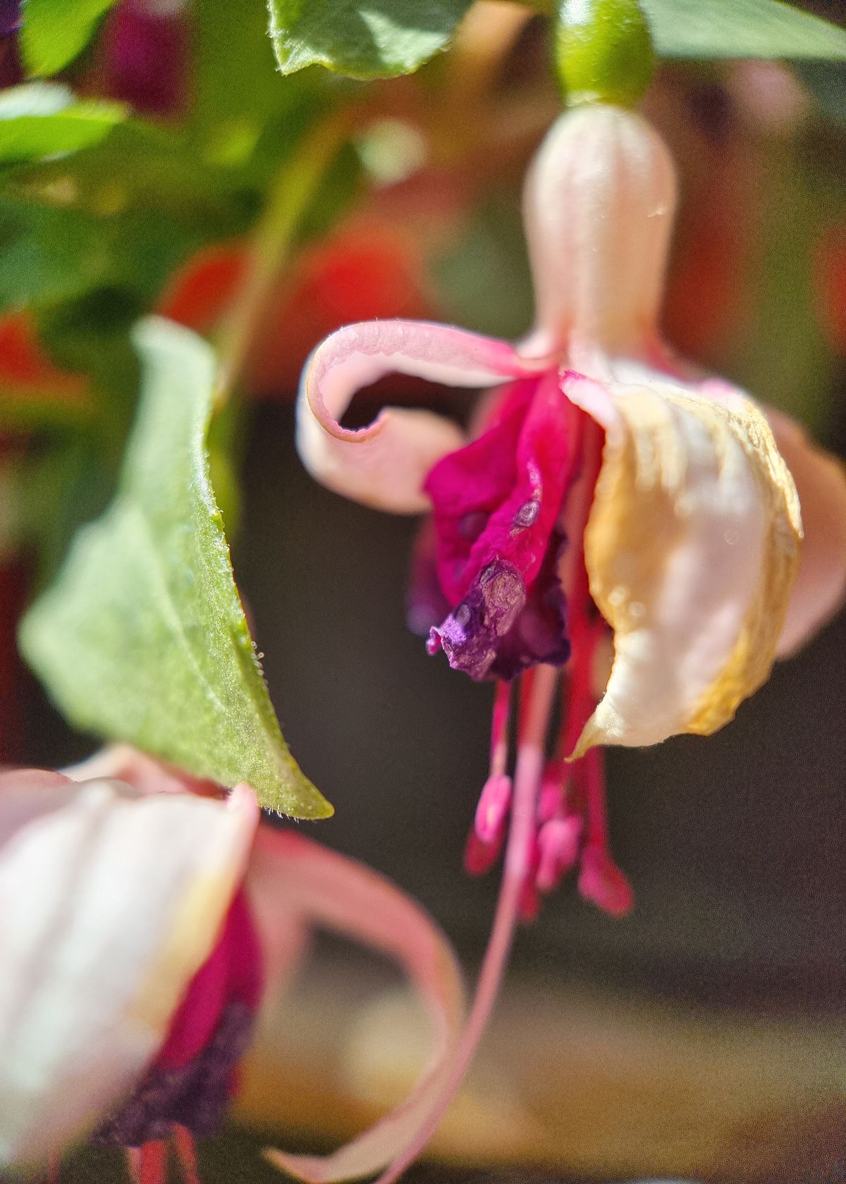 Moment Macro 10x lens review