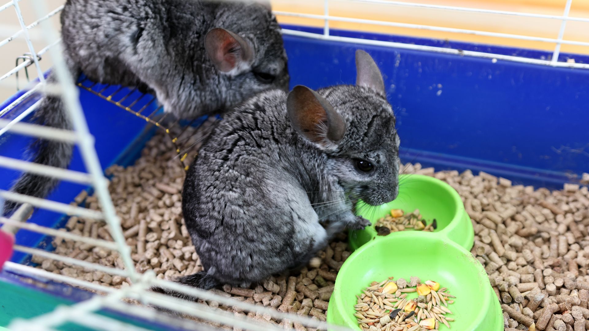 Two Chinchillas in cage