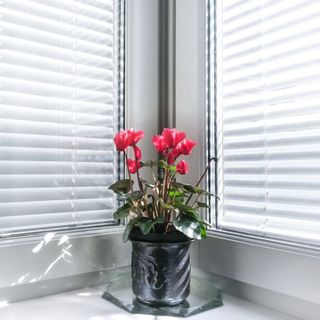 Red cyclamen in a black pot sitting on a windowsill