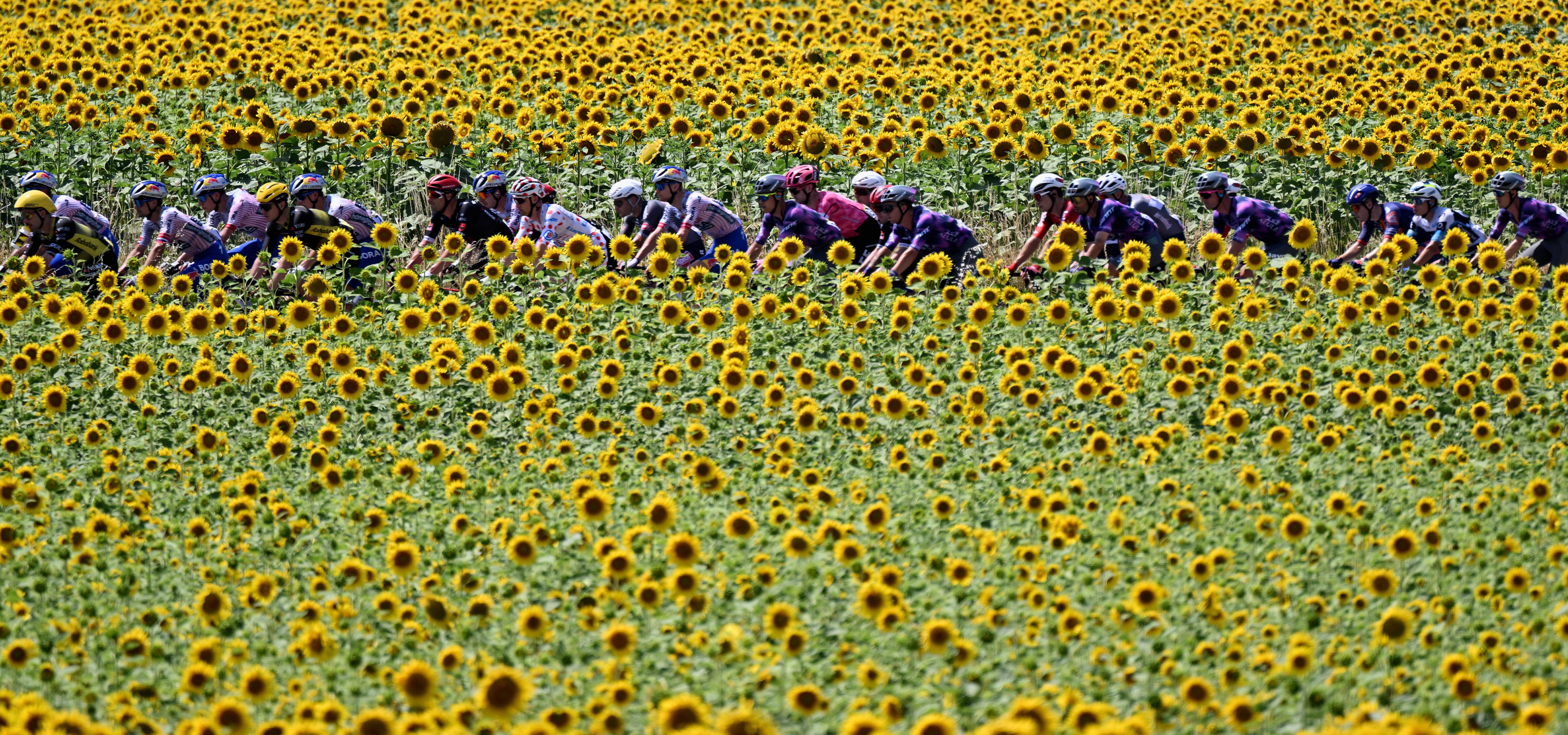 A pack of the riders pictured in action during stage nine of the 2025 Tour de France cycling, from Chinon to Chateauroux (170 km), on Sunday 13 July 2025 in France, cycling through a field of sunflowers.