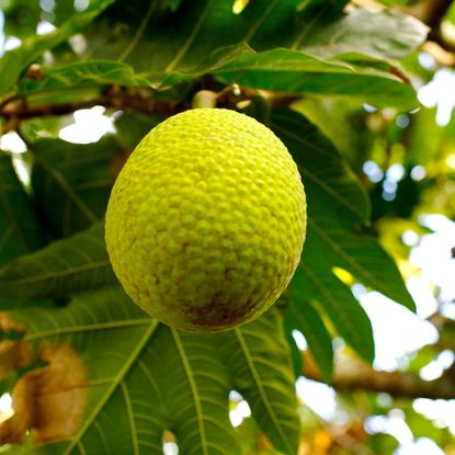 breadfruit hanging from tree