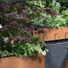 Acers and ferns in the Room to Breathe Hospital Garden for the TSA at RHS Chelsea Flower Show 2025