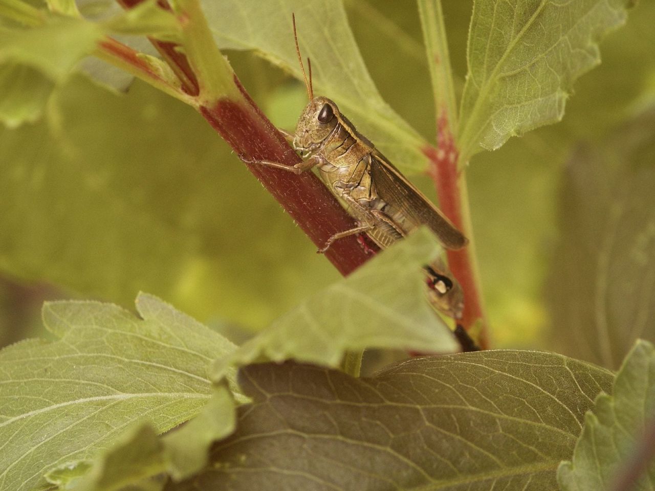 Insect On Plant