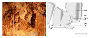 insect sex genitalia shown