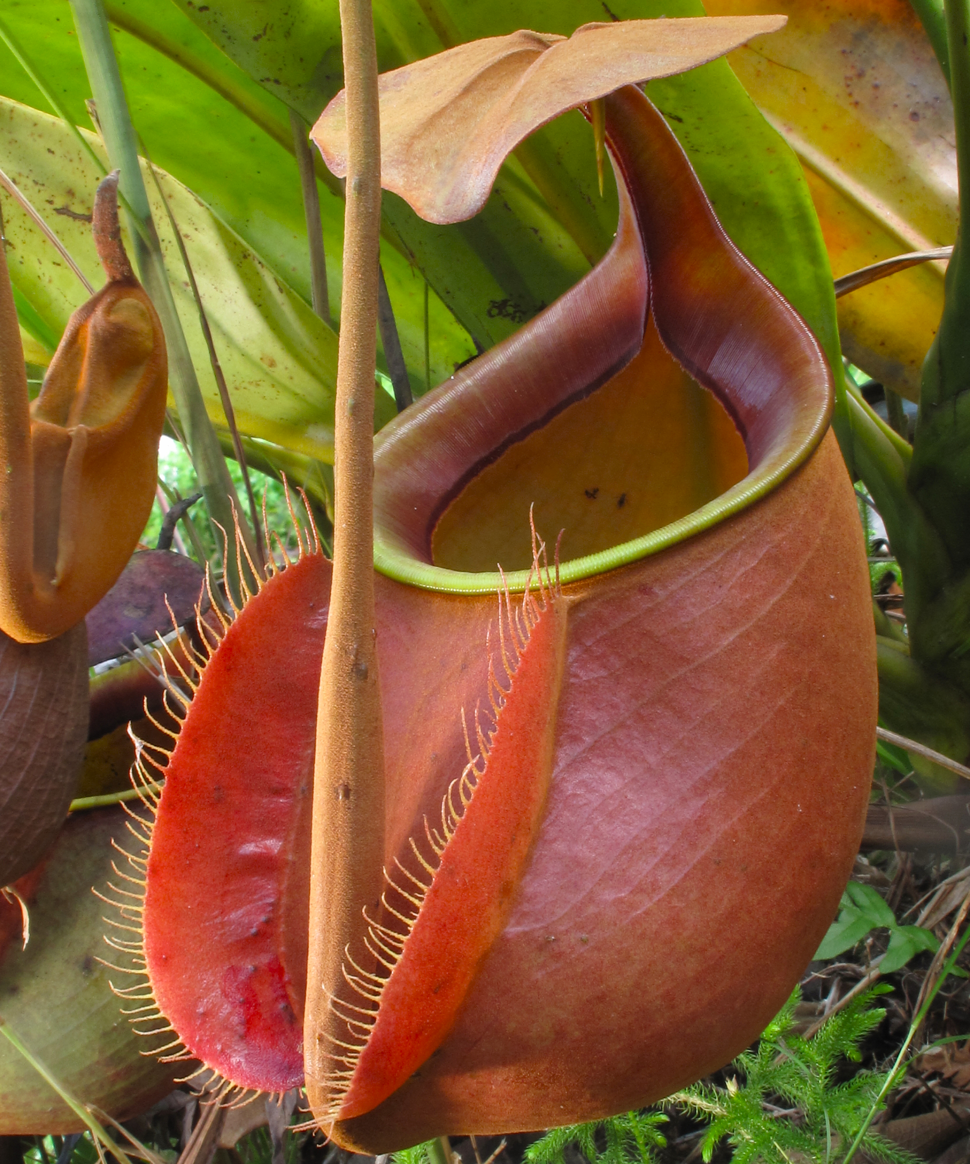 fanged pitcher plant