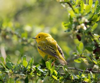 yellow bird in shrub