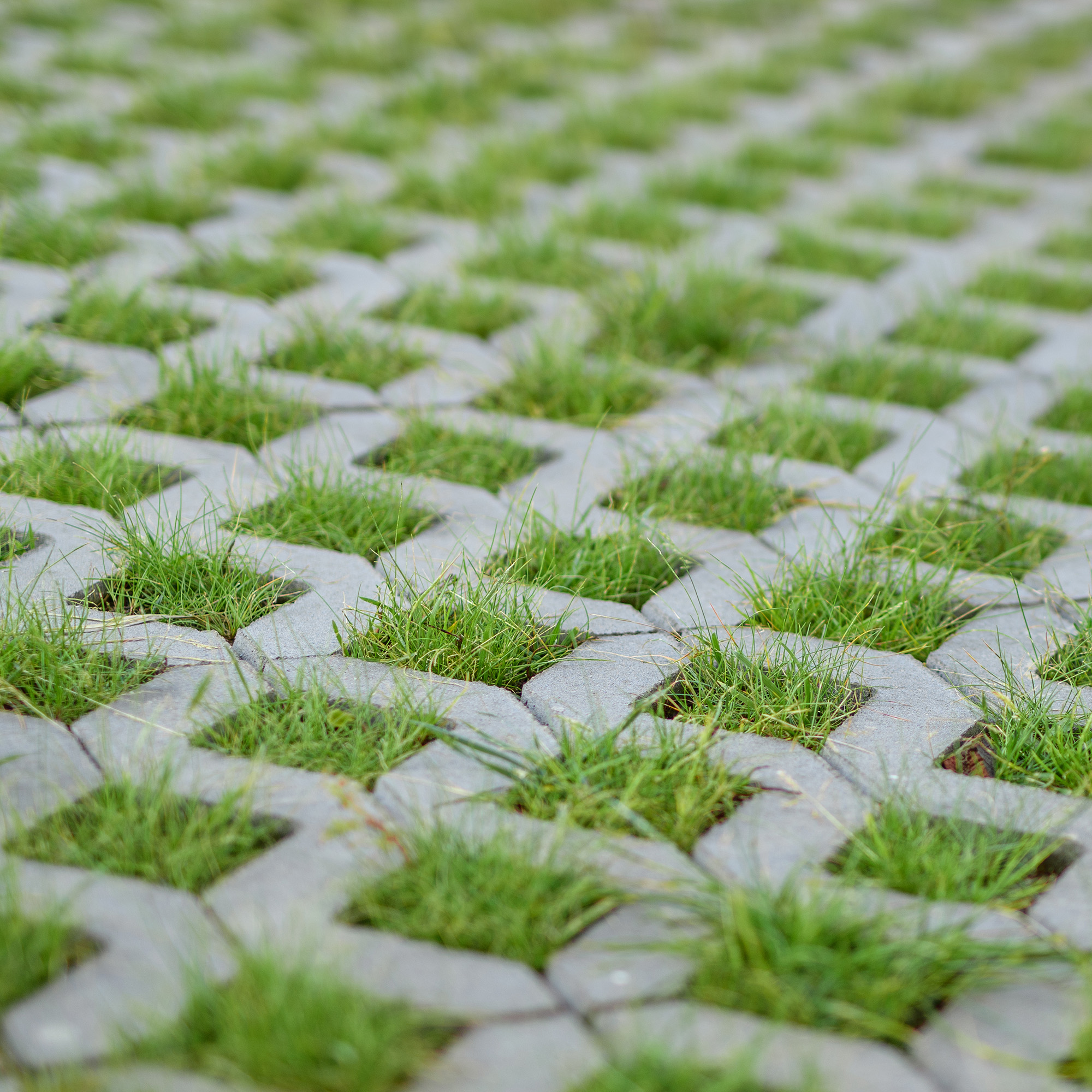 Openwork slab close-up, grass sticking out of the paving stones