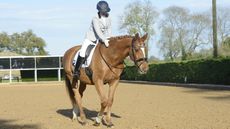 How horses learn through operant conditioning &ndash; a stroke can be used as positive reinforcement