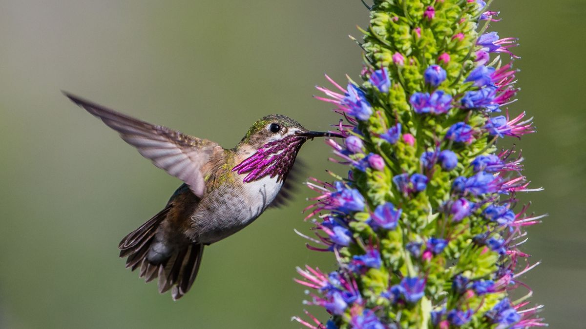 Meet Your Birth Month Hummingbird – and the Meaning Behind All 12 Hummers
