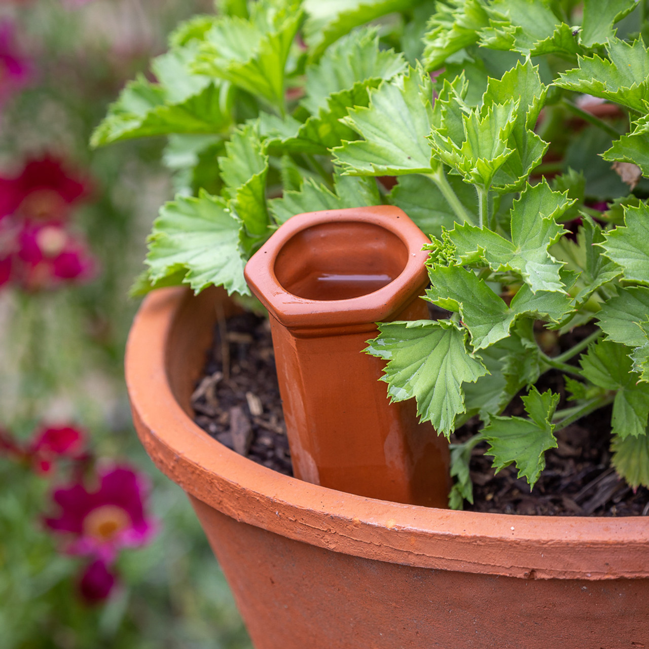 Terracotta Watering Spikes
