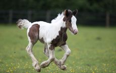 bluecrossfoals1.jpg