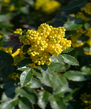 Oregon grape is an attractive shrub that also deters skunks