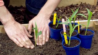 how to grow sweet corn: planting sweet corn seedlings outside