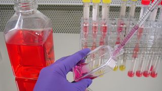 A photo shows the gloved hands of a scientist who is injecting a pink colored cell culture into a clear bottle. Additional test tubes and bottles can be seen in the background on the table