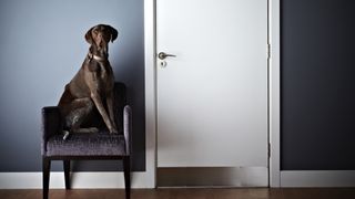 Great Dane sitting on chair by door