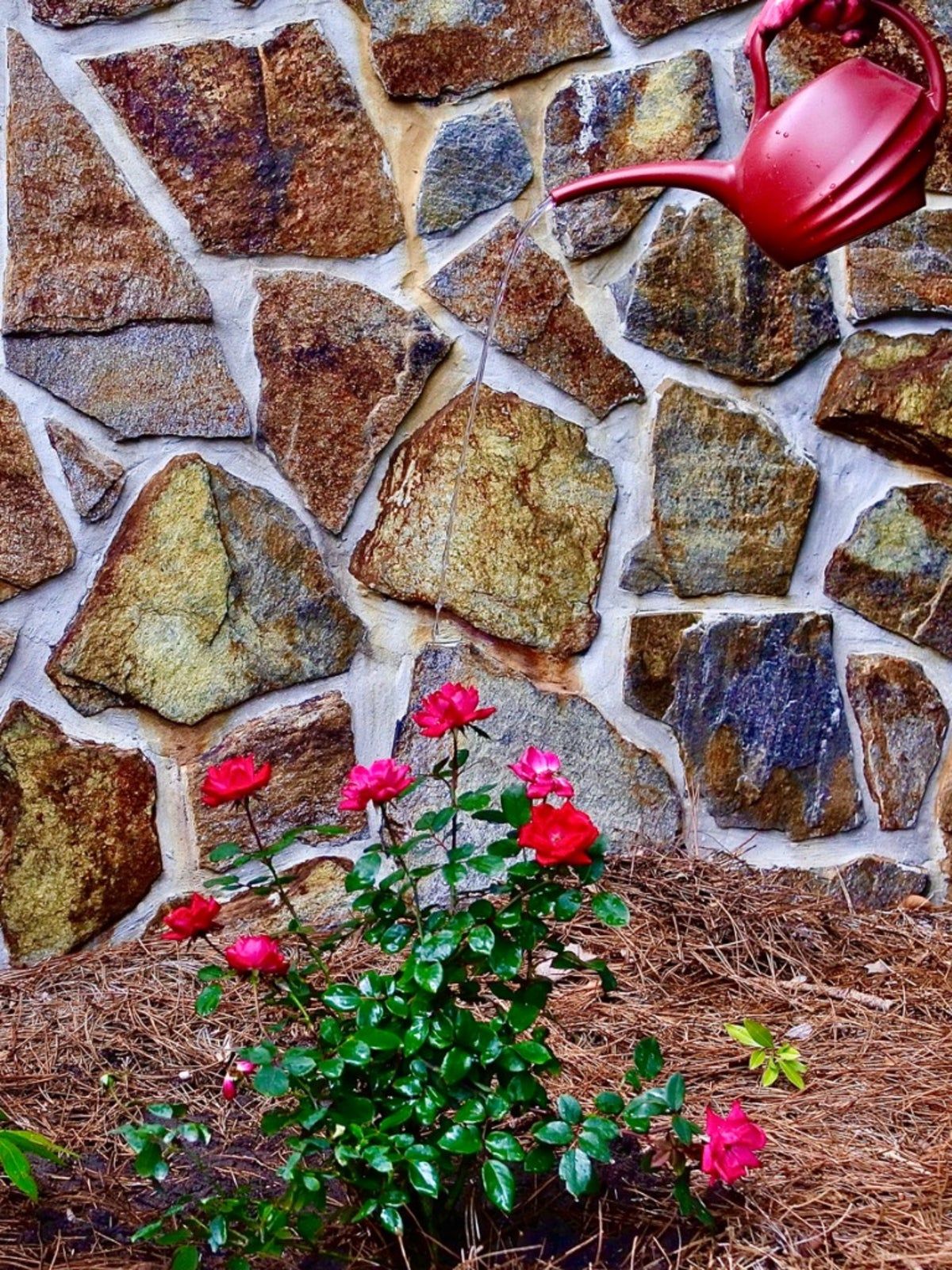 Red Watering Can Watering A Rose Bush