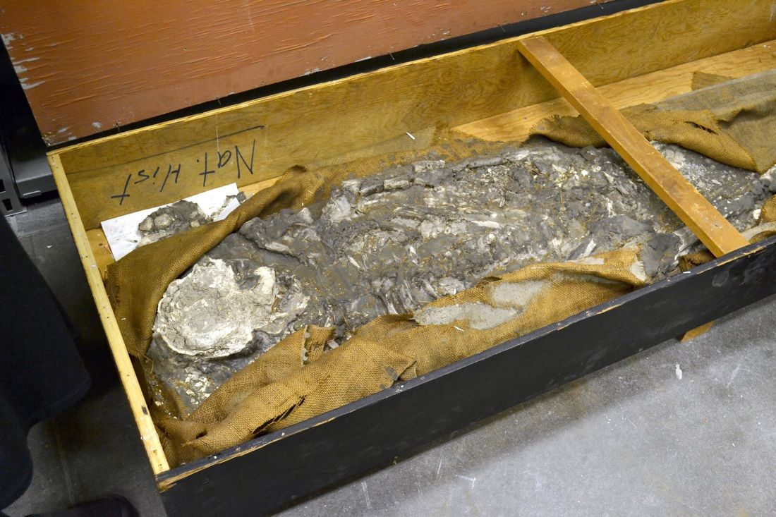 6 500 Year Old Noah Skeleton Discovered In Museum Basement Live Science