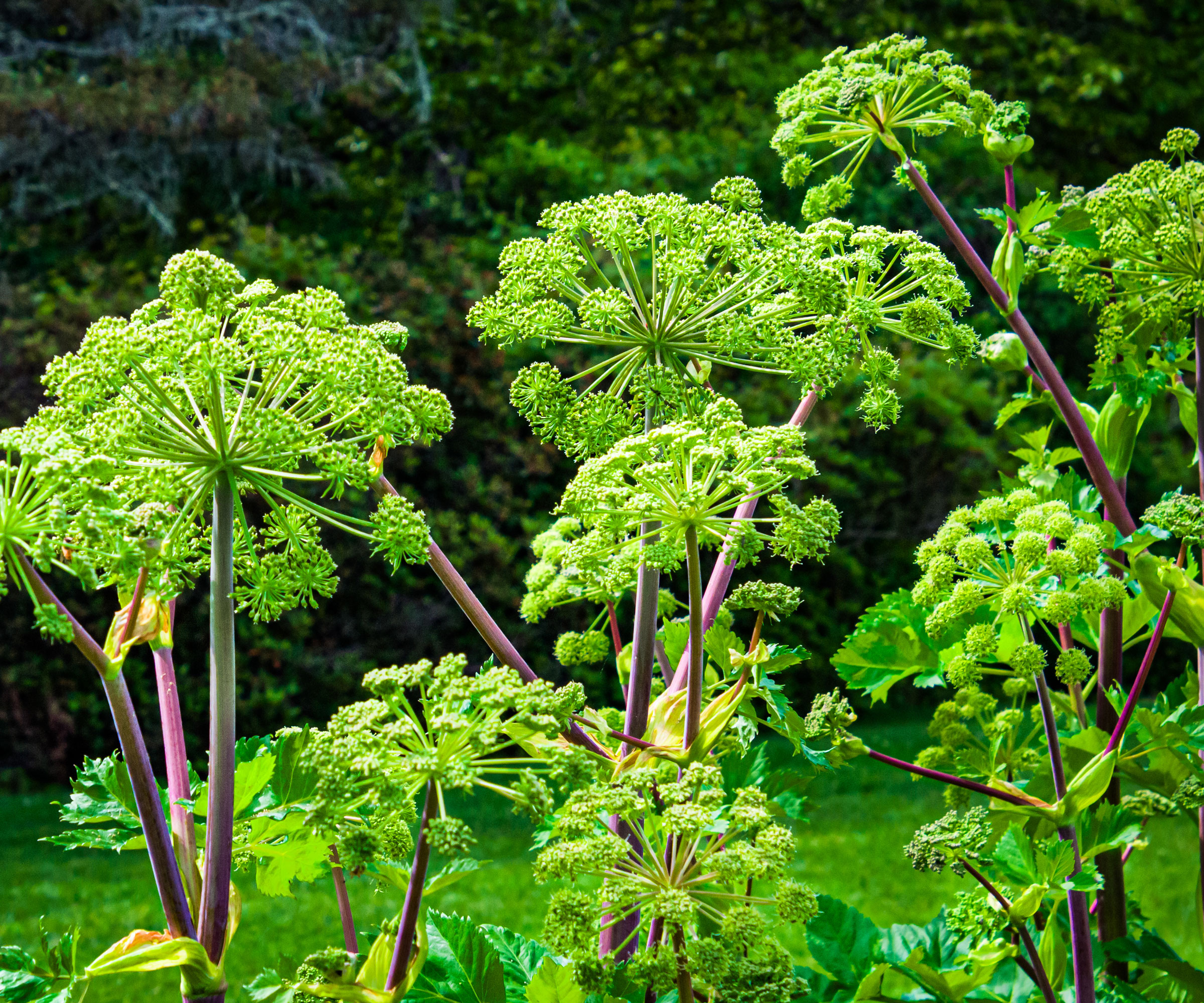 angelica plants in garden