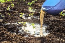 Seedling Sprouting Out Of Soil That Is Being Drenched With Water