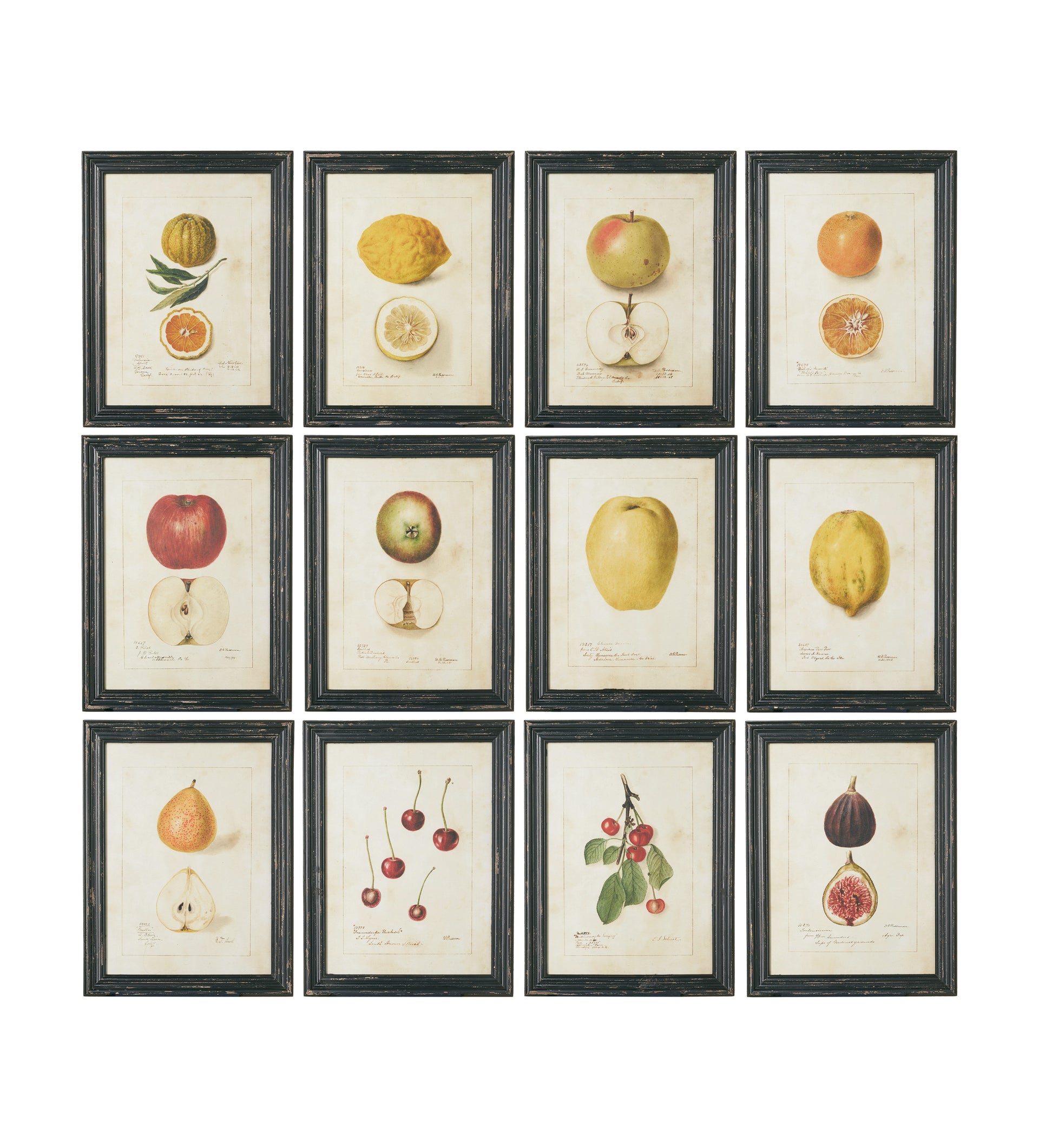 Anatomical Fruit Framed Prints - Set of Twelve - Black
