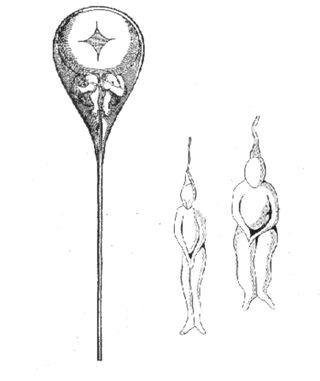 Nicolaas Hartsoeker preformation sketch showing what he thought was inside sperm