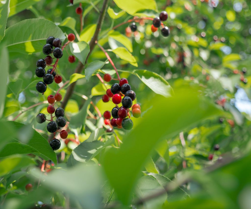 Best trees for wildlife 10 tree species garden wildlife will love Homes & Gardens