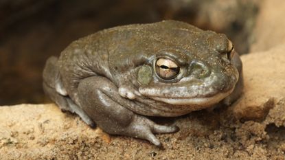 A Colorado river toad, also known as the Sonoran desert toad