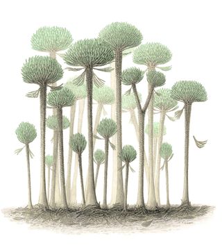 An illustration of cladoxylopsid trees, in this case Calamophyton trees that lived in what is now Germany.