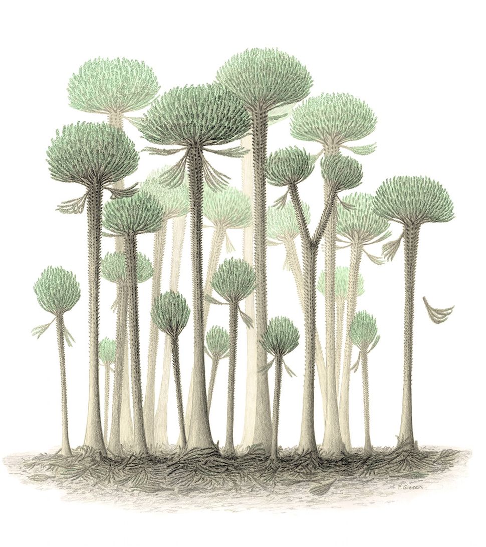 primordial-fossils-of-earth-s-1st-trees-reveal-their-bizarre-structure